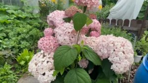 🦋🦋🦋🐝🐝🐝🌸🌸🌸🌸