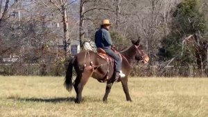 мул тяжеловоз