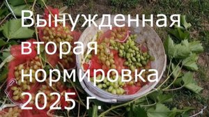 Вынужденная вторая нормировка винограда.