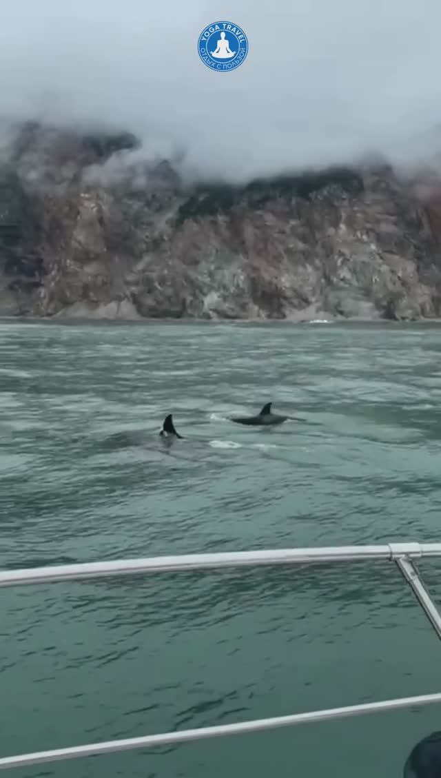 Мы их видели! Они великолепны! смотреть онлайн