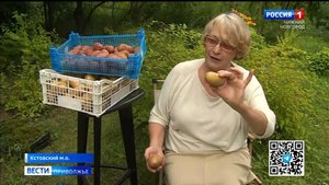 Как правильно сажать картофель, чтобы клубни были большими, здоровыми и, конечно, вкусными?