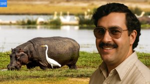Бегемоты Эскобара: как гиппопотамы размножились в Южной Америке!