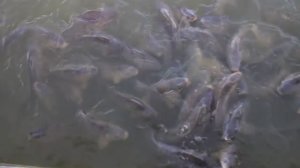 Кормление рыб в парке Ретиро (Мадрид, Испания).