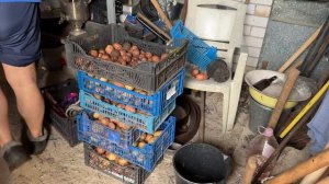 Выкопали картошку! Рассадили усы Виктории . 6-7 августа 2025