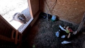 Поймал рыбу ! Как выросла рыба за 2 месяца ?Разобрал машину ! ХУТОР В ЛЕСУ №780