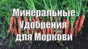 Четыре Важные Минеральные Подкормки для Моркови