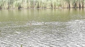 11-08-2025 наша рыбалка в Кореновске