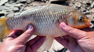 ПОПАЛСЯ КРУПНЫЙ КАРАСЬ НА КОРМУШКУ! ЛОВЛЯ КАРАСЯ ЛЕТОМ. ЖОР КАРАСЯ НА КАШУ. РЫБАЛКА 2025