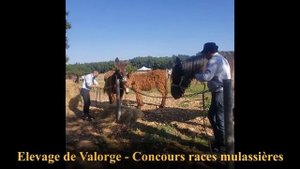 Ослы Пуату и лошади Муласьер и мулы произведенные от них