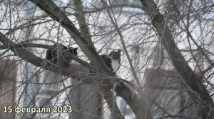 Косой на дереве.