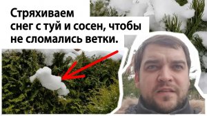 Стряхиваем снег с туй и сосен, чтобы он ветки не поломал