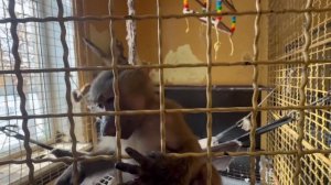 Пока Люся делает массаж Лиде,маленькая Анфиса ПЛЕТЕТ ВЕРЕВКИ! С каждым днем она становится крепче)