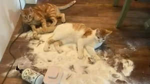 Шанс выжить