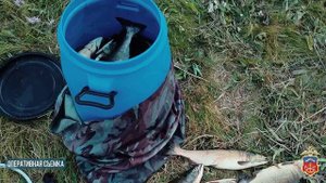 В Кольском районе полицейскими задержаны двое мужчин, незаконно добывших 60 экземпляров горбуши