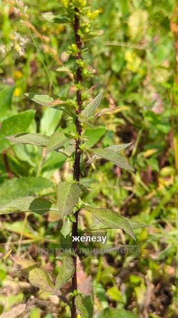 испокон на защите почек и простаты смотреть онлайн