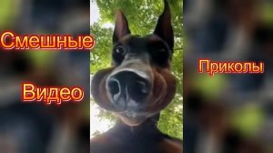 Самые смешные видео приколы|Юмор и Приколы