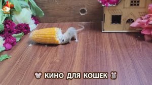 Видео для кошек про крысок развлекать питомцев 🐭🐀😂 (262)