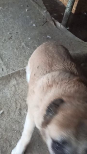 rutube.ru