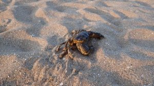 КРЫМСКИЙ КРАБ