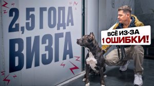 Почему собака громко визжит в подъезде? Как снизить возбуждение и стресс собаки?