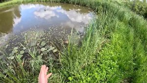 Бобёр забил трубу ! Приехала техника ! ХУТОР В ЛЕСУ №743