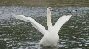 "Адажио Альбинони – магия музыки и поэзии. Стихи и вечная музыка, от которой сжимается сердце…"