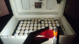 Овоскопирование куриных яиц на 9 сутки в инкубаторе