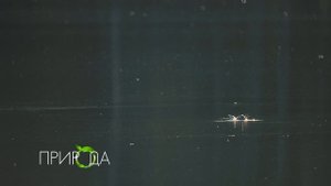 Ондатра, Ondatra zibethicus