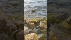 Медитативная световая практика на гармонию, умиротворение, наполнение силой.