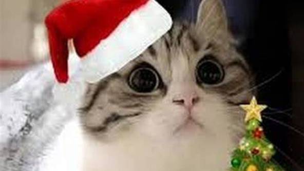 Русская Народная Песня