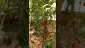 Урожай 2025. Урожай томатов в Подмосковье. Сладкая карамель Софии, Гномы, Охровая вуаль, Сараксау