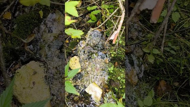 как звучит родник: чистая гармония природы смотреть онлайн