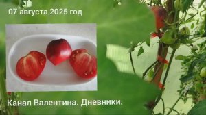 томат Сержант Пеппер . Великого урожая нет. 07.08.2025