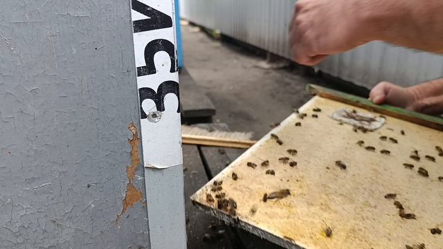 Прошло 3 часа после обработки.