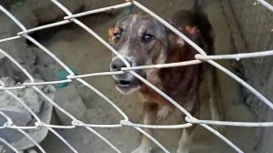 Житель Ставрополья ответит за жестокое обращение с животными