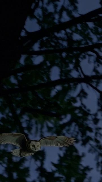 Алькасар - Волчья Кровь смотреть онлайн