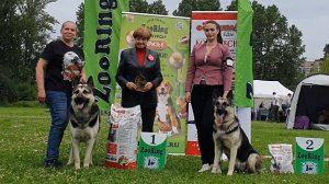 28.06.2025, СПб. Клуб "Виктория" (РКФ, РФОС). Моно ВОСТОЧНОЕВРОПЕЙСКАЯ ОВЧАРКА"