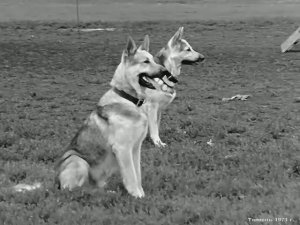 1971 год. Тюмень. Выставка собак
