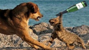 Кошки против Собак