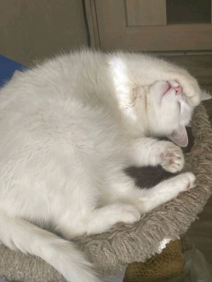 играю в стендов 2