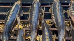 Осётр горячего копчения.