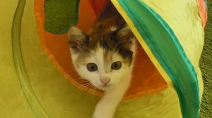 РАСПАКОВКА КОШАЧЬЕЙ ПОСЫЛКИ #игрушкидлякошек #распаковка #посылка #кошки #обзор #коты