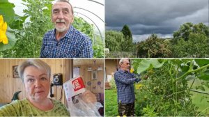 ПОСТРИГЛИ ПОМИДОРЫ В ТЕПЛИЦЕ. ОБНОВКА ДЛЯ КОМПЬЮТЕРА.