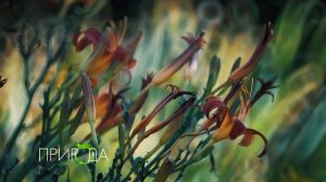 Лилейник, Hemerocallis