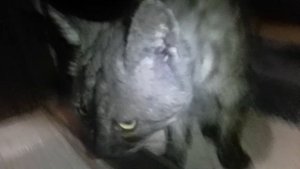 опять котик пришёл