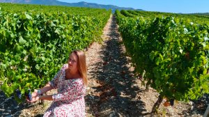 Шато де Талю. Площадка Прованс. Виноградники. 11.08.2025.