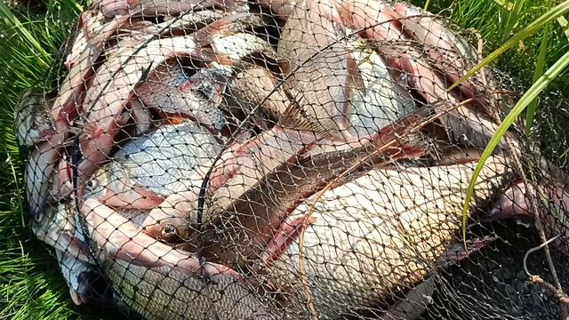 Наловил немного на сало. смотреть онлайн