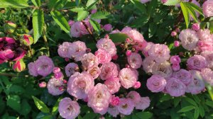 David Gilmour  Rattle That Lock и мои цветы в саду #цветы #davidgilmour #rattlethatlock #рок