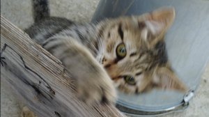 Ссср и США в тренде 🤩 НЕ ШИП! хотя...🤫