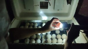 Овоскопирование куриных яиц на 15 сутки